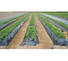 Черная пленка для мульчирования холст 0.8 м х 500м (50 мкм)