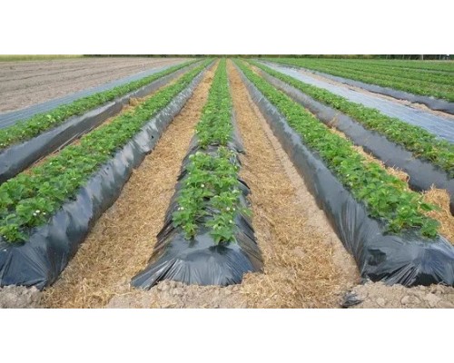 Черная пленка для мульчирования холст 0.8 м х 500м (50 мкм)